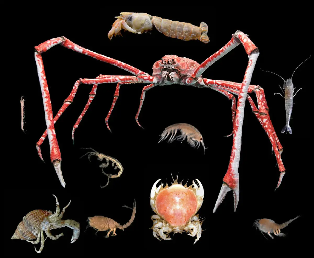 Image result for Crustaceans