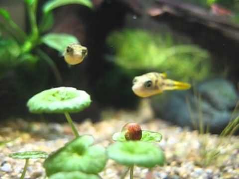 Image result for live food for feeding puffer fish