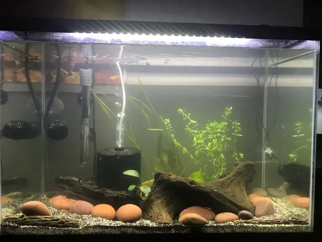 brackish water tank for pufferfish