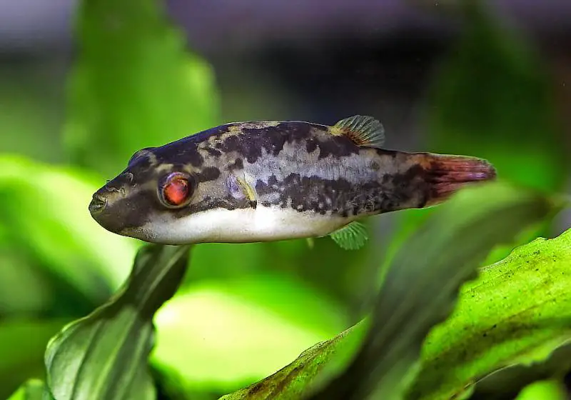 Red-Eyed Puffer Fish