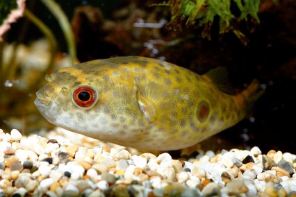 Target Puffer Fish