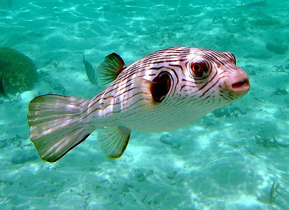 Image result for Mbu puffer with beak-like teeth