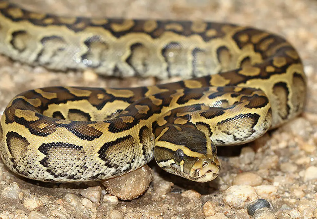 African Rock Python (Python Sebae)