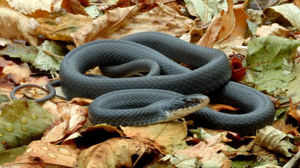 Black Racers (Coluber Constrictor Constrictor)