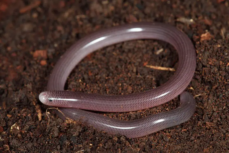 blind snake looks like worms