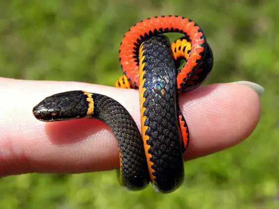 Ringneck snake has average in length is around 15 inches long