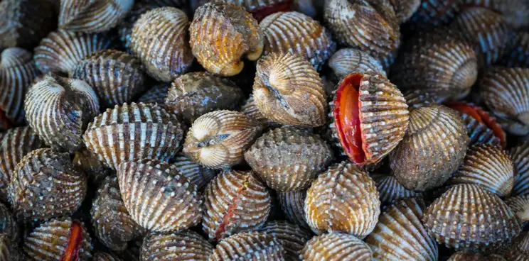 Image result for Cockles