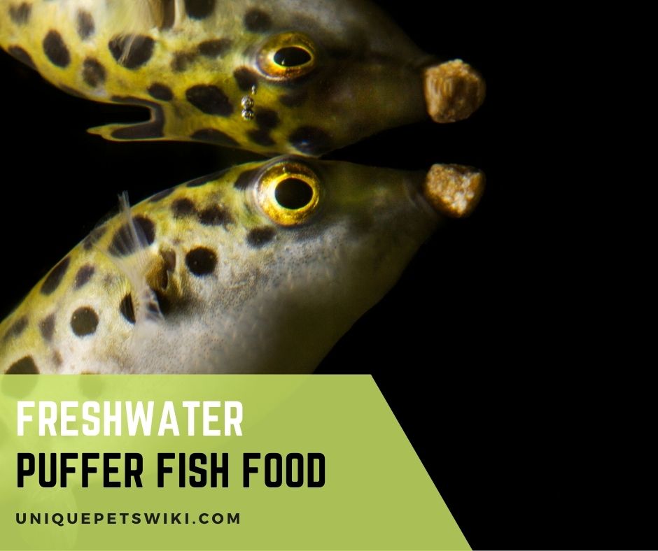 Freshwater puffer fish food