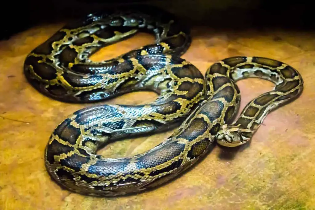 Burmese Python (Python Molorus Bivittatus)