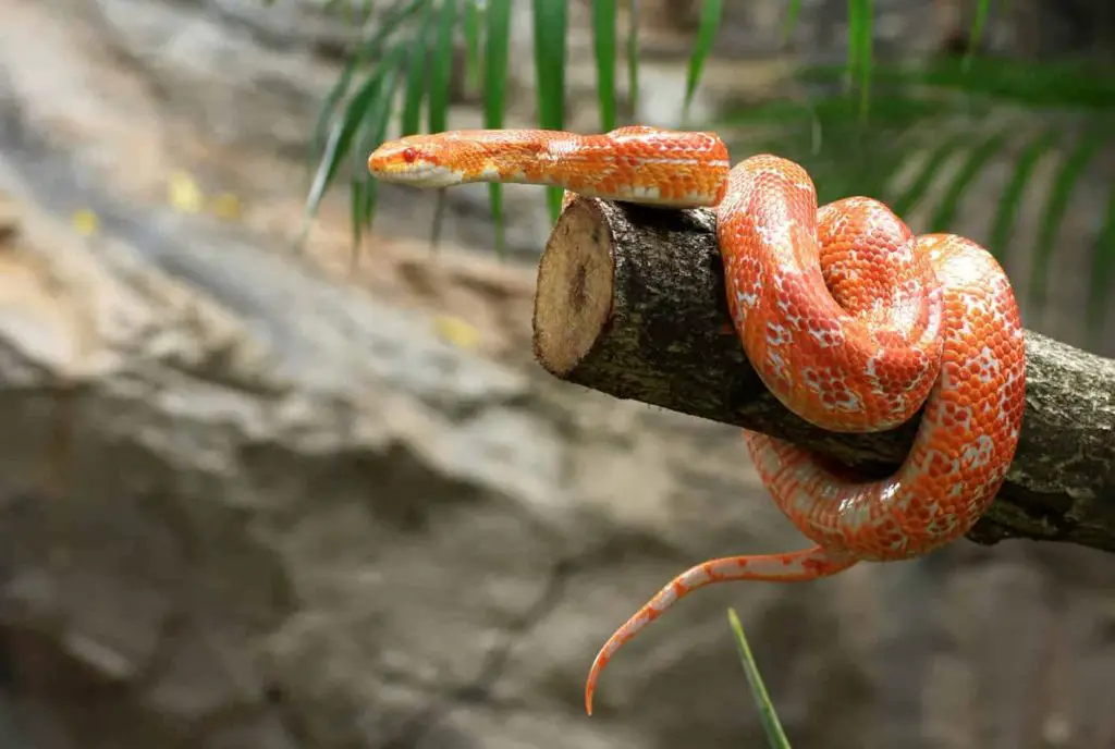 Where are Corn Snakes From?