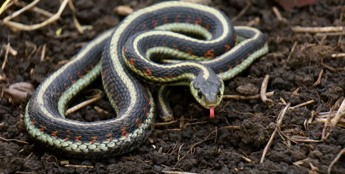 Image result for Garter Snake