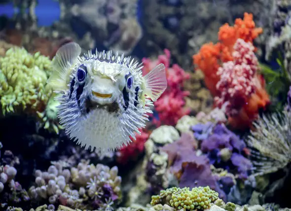 Pufferfish that are Reef Safe