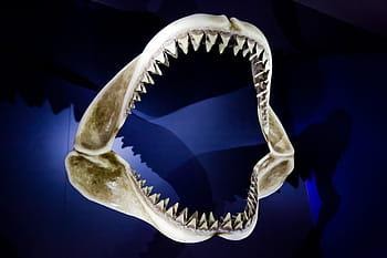 Image result for ball python teeth