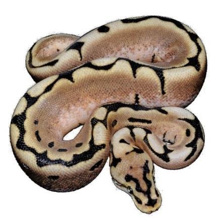 Pastel Ball Python 