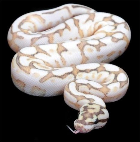 Spider Ball Python