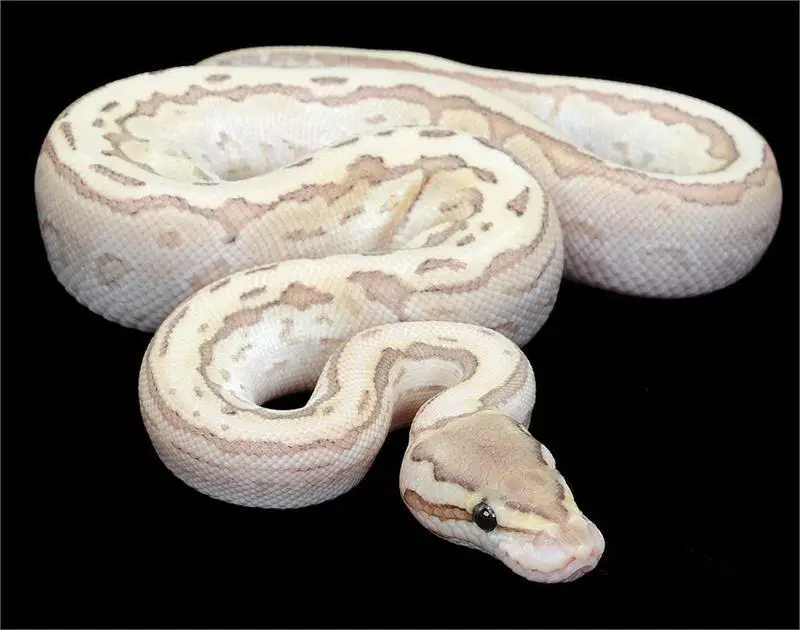 Nuclear Spider Ball Python