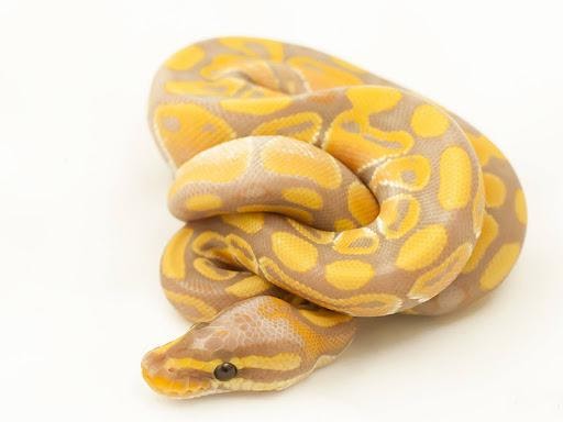 Python Banana Ball Python