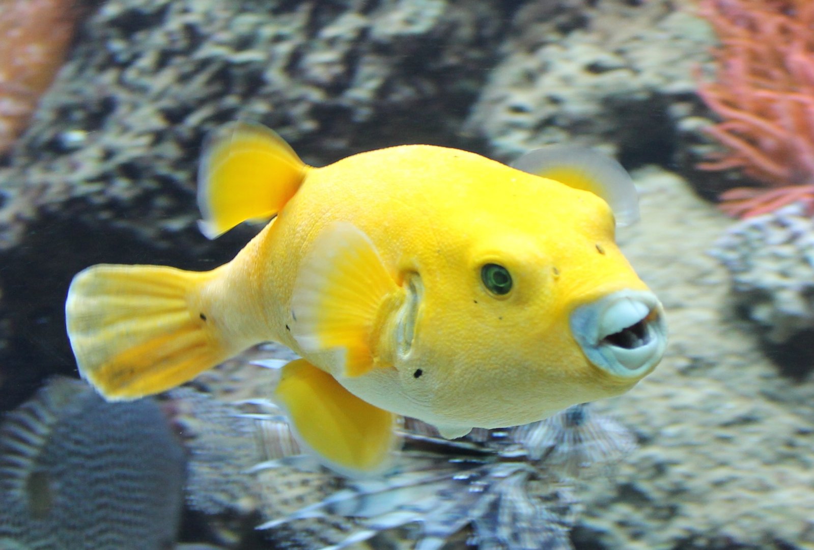 Golden Puffer 