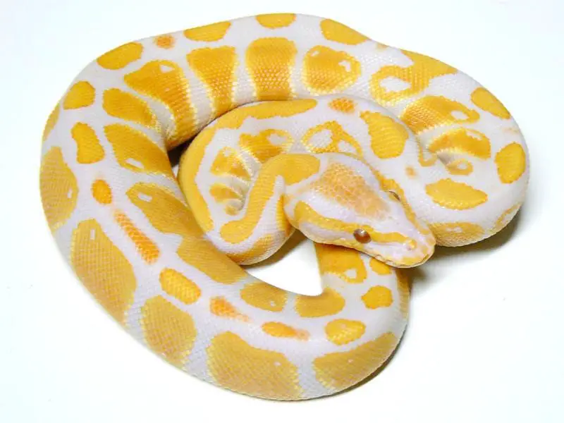 Lavender Albino Ball Python