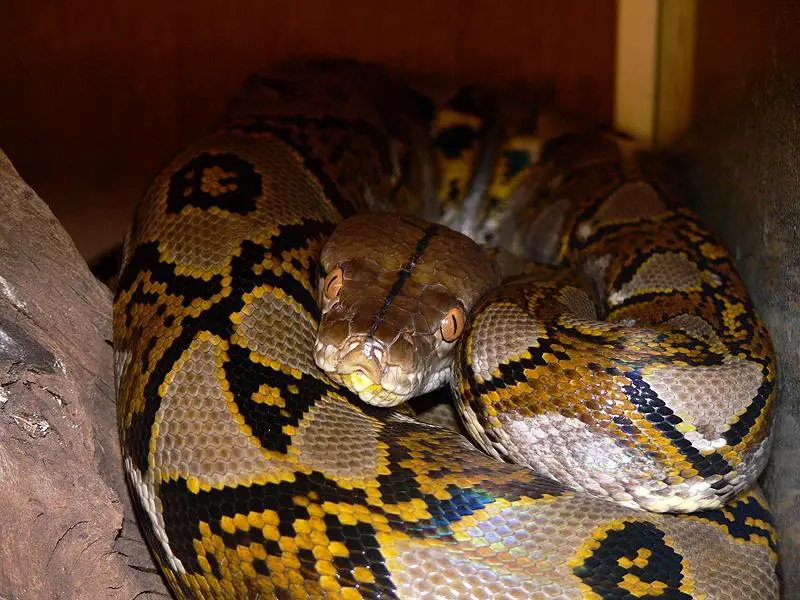 Reticulated Python