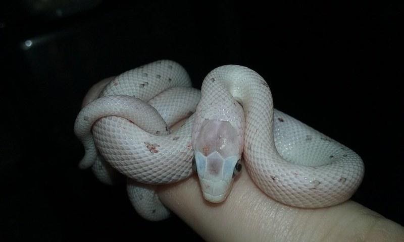 Palmetto Corn Snake