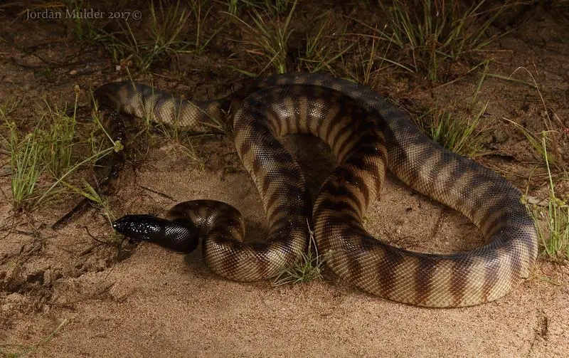 Black-Headed Python