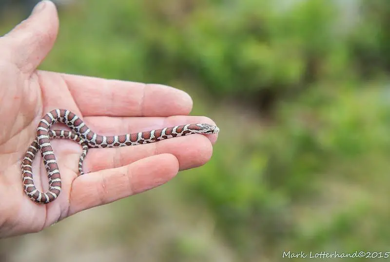 Do your snakes love handling?