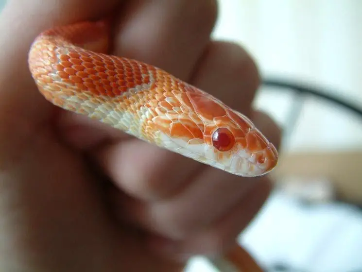 corn snake is a cute small snake species that you can keep