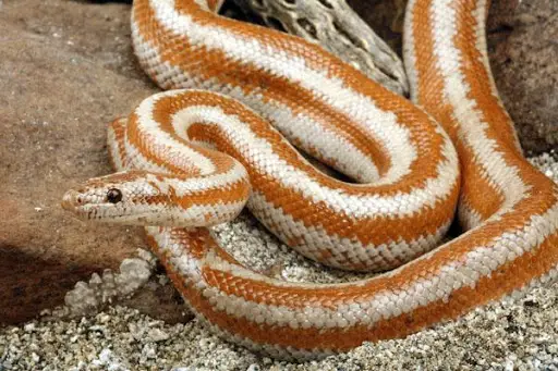 rosy boa is another small snake species