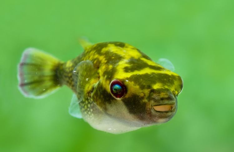 Ocellated Puffer Fish