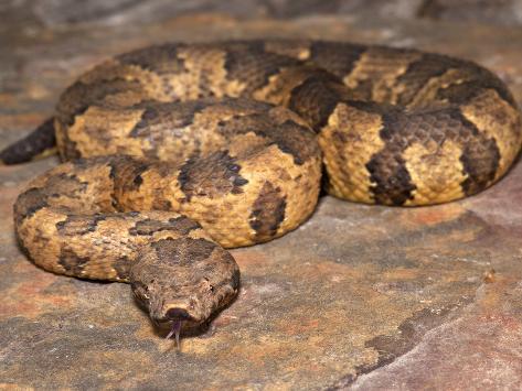 Viper Boas (Candoia Asper)