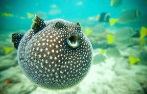 How to Tell if Your Puffer Fish Is Dying (Save Them in One Week)