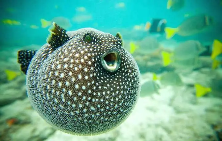 puffer fish not puffed