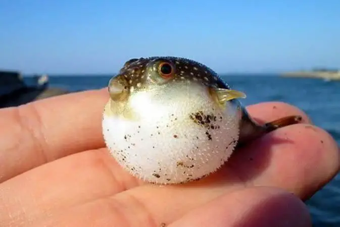 a puffer fish feels unsafe and puffed