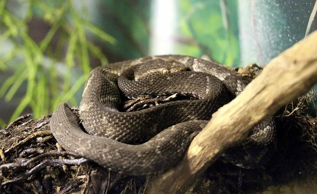 rare snake: Alcatrazes Lancehead
