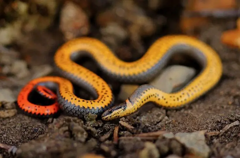 A picture of ringneck snake bright colour chin