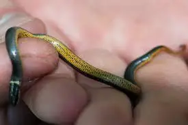 This picture shows ringneck snakes are slender and small.