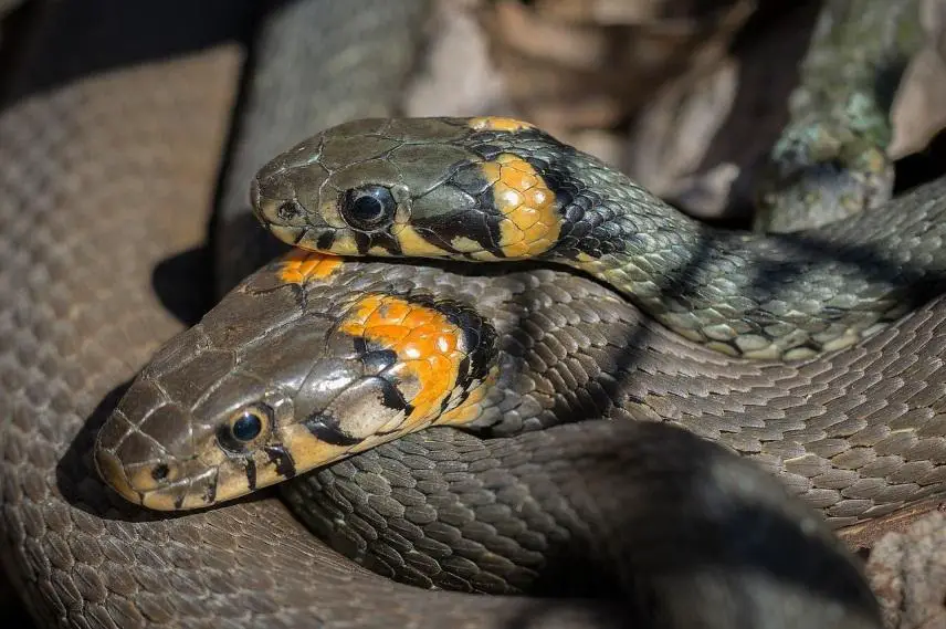 Snake,grass snake,snakes,beach snakes,mating - free image from ...