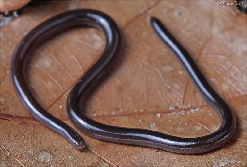 baby snakes that look like worms. 