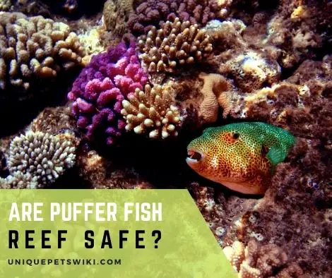 Are Puffer Fish Reef Safe