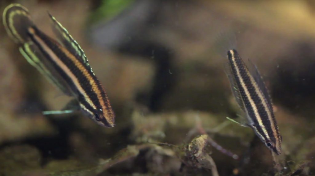 Bintan Gourami fish