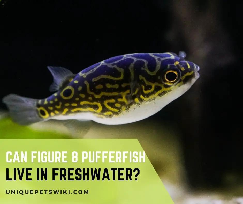 Can Figure 8 Puffer Fish Live in Freshwater
