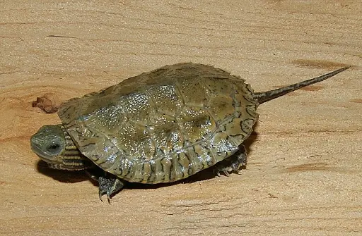 Cute pet: Caspian Pond Turtles