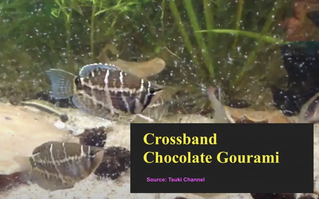Crossband Chocolate Gourami fish