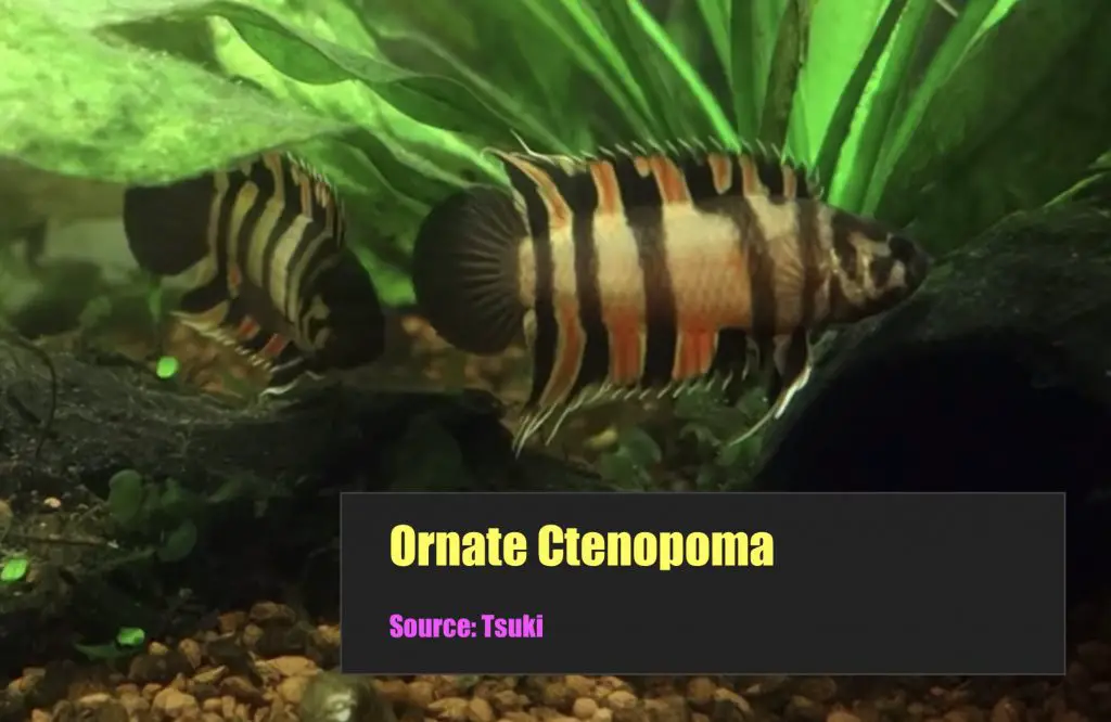 Ornate Ctenopoma Fish