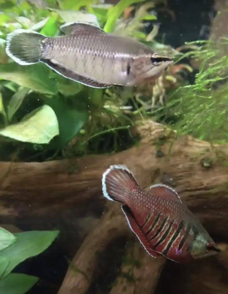 Samurai Gourami Fish