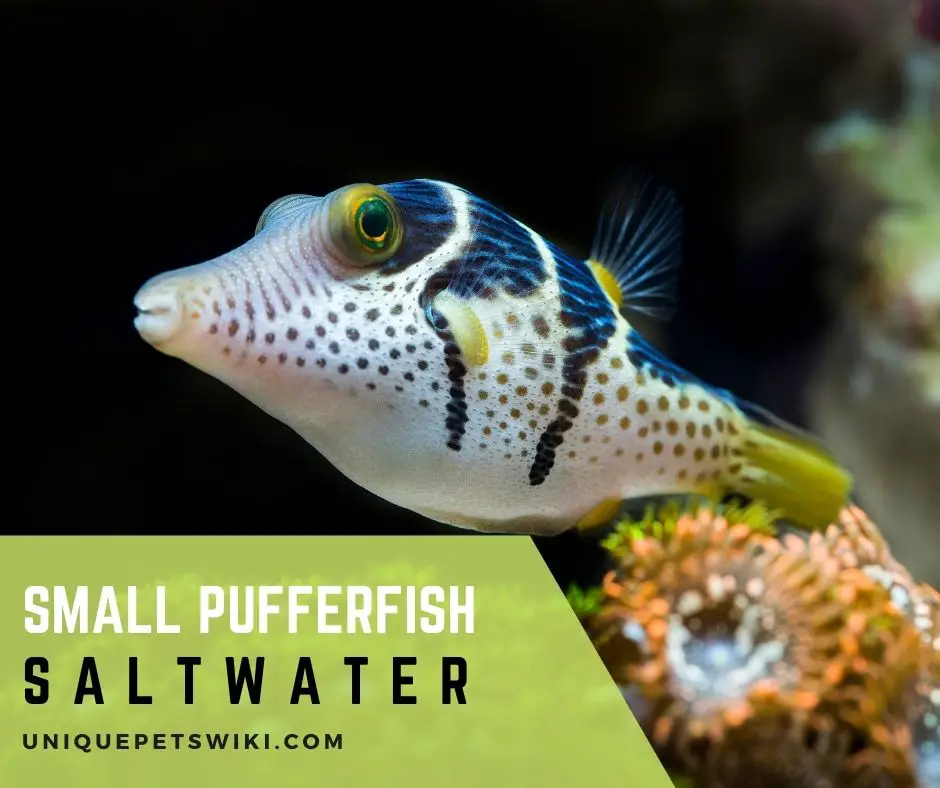 Small puffer fish saltwater