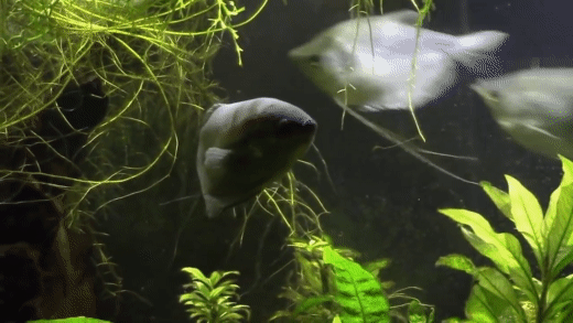 Snakeskin Gourami fish