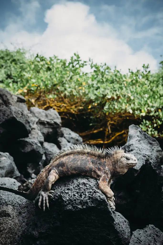 iguana growth speed quite vary