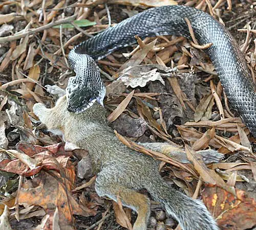 black snake help to control pest